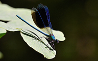 Banded demoiselle (male, Calopteryx splendens)
